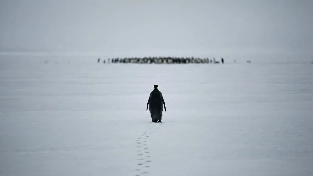 Penguin Walking Antarctic Landscape shown on your frame