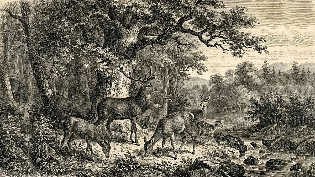 Vintage Deer Etching shown on your frame
